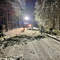 thlbaum2.jpg