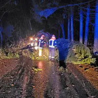 THL1Baum.jpg